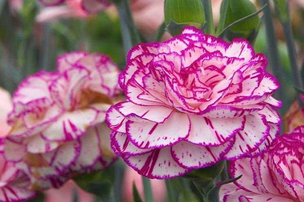 Clavel Lillipot - Dianthus caryophyllus