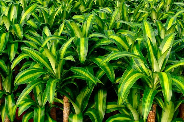 Drácena - Dracaena fragrans Massageana
