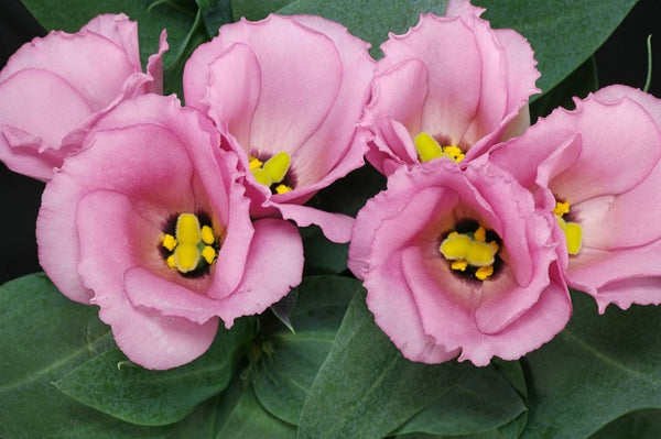 Lisianto - Eustoma grandiflora