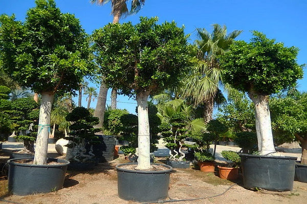 Ficus de la India Gingseng