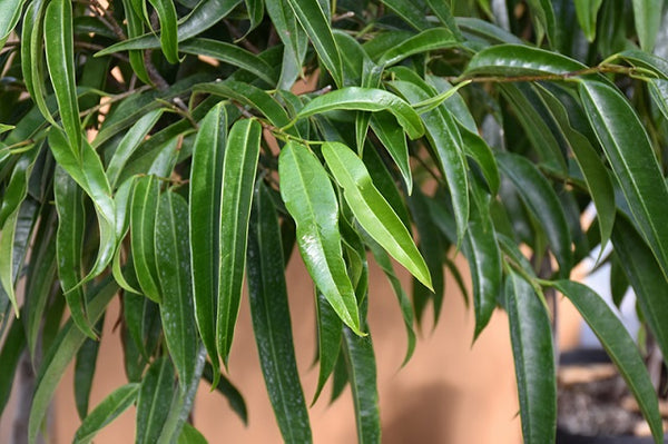 Ficus Alii - Ficus maclellandii