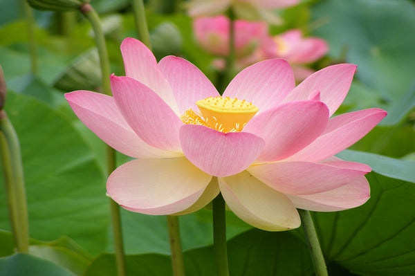 Flor de loto - Nelumbo nucifera
