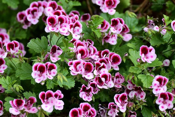 Geranio Randy - Pelargonium crispum
