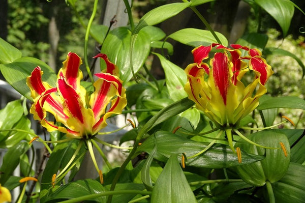 Gloriosa - Gloriosa rotschildiana