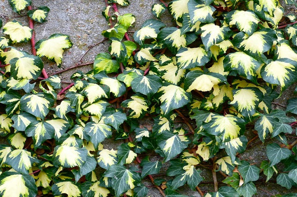 Hiedra mexicana Goldheart - Hedera helix Oro di Bogliasco