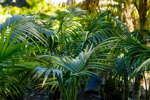 Howea forsteriana - Kentia