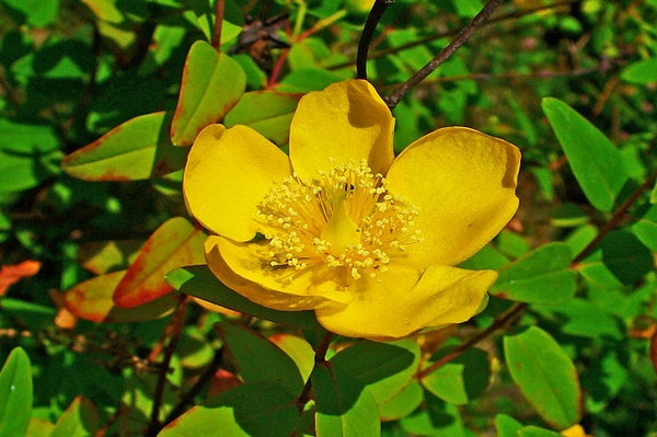 Hipérico Hidcote - Hypericum hoockerianum