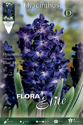 Jacinto azul oscuro - Hyacinthus - Bulbos