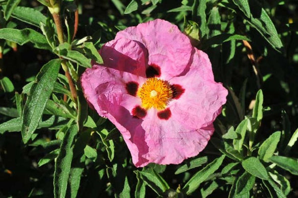 Jara purpúrea - Cistus purpureus