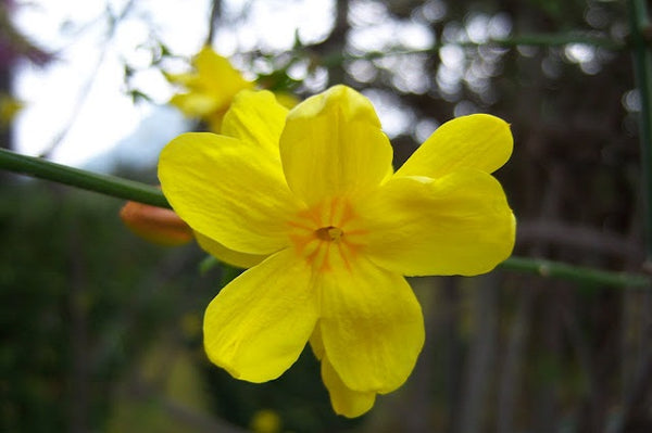 Jazmín de primavera - Jasminum mesnyi