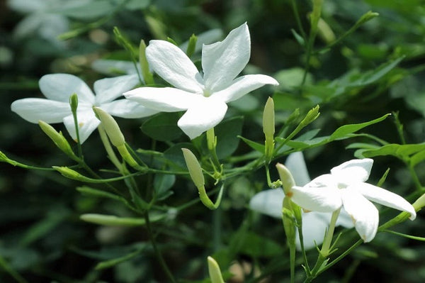 Jazmín común - Jasminum officinalis - Jazmín de verano