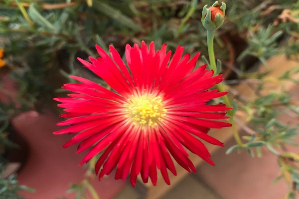 Mesem rojo - Lampranthus spectabilis