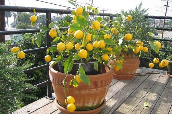 Limonero enano - Citrus limon