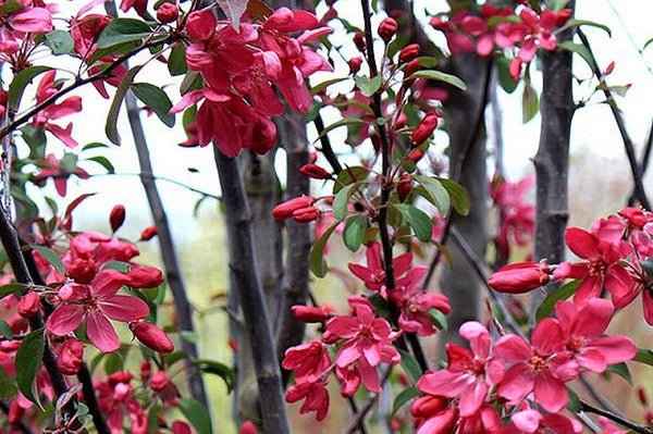 Manzano borde Courtarou - Malus coccinella