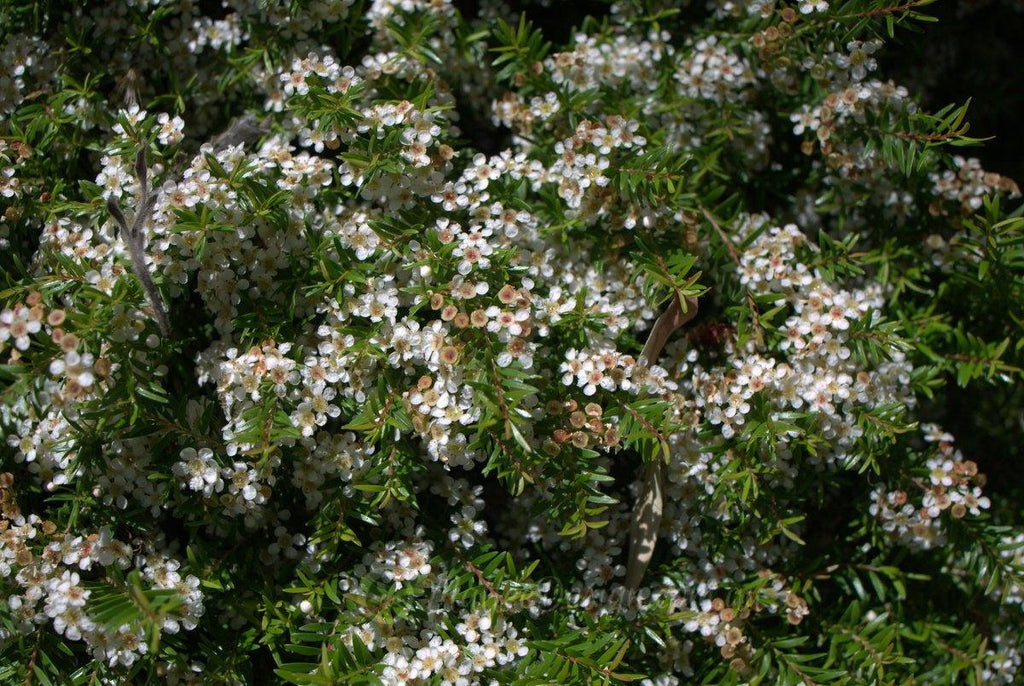 Babingtonia - Babingtonia virgata - El Nou Garden