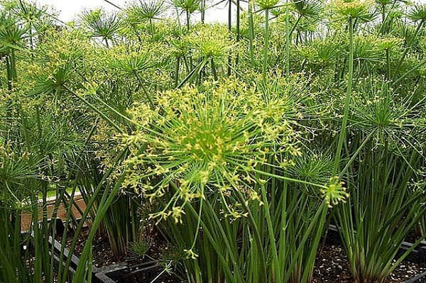 Papiro enano - Cyperus haspan