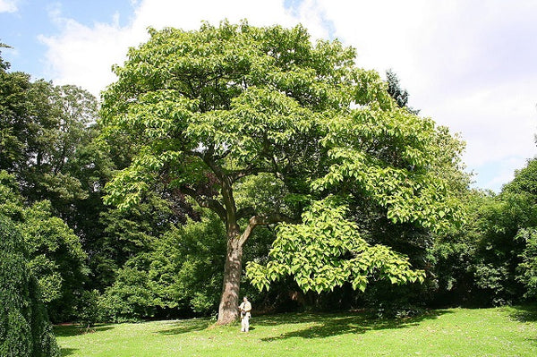 Paulonia imperial - Paulownia tomentosa