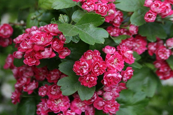 Espino navarro Paul Scarlet - Crataegus laevigata Paul Scarlet