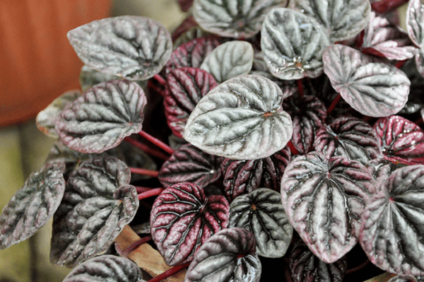 Peperomia Schumi Red