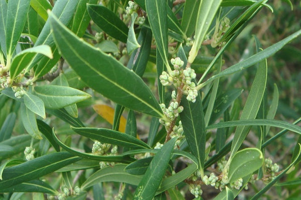 Labiérnago - Phillyrea angustifolia - Olivilla