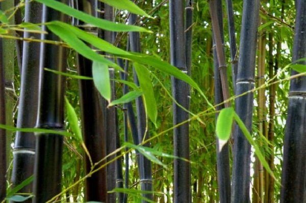 Bambú negro - Phyllostachys nigra