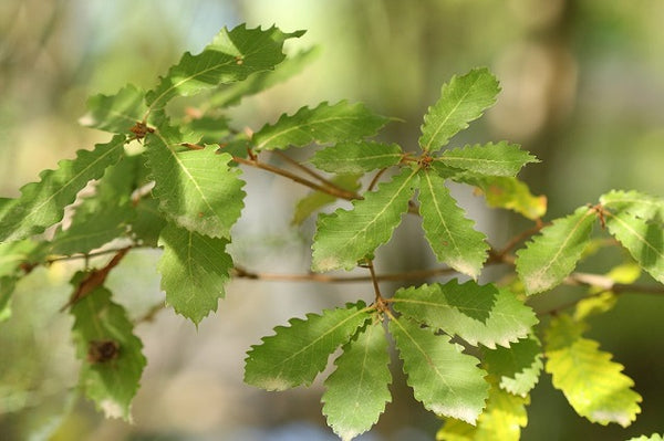 Quejigo - Quercus faginea - Roble valenciano