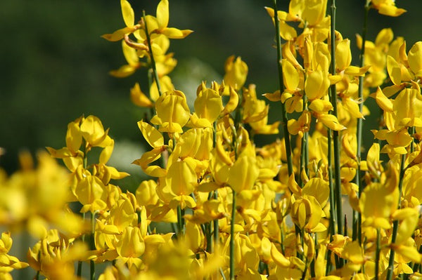 Retama amarilla - Retama sphaerocarpa