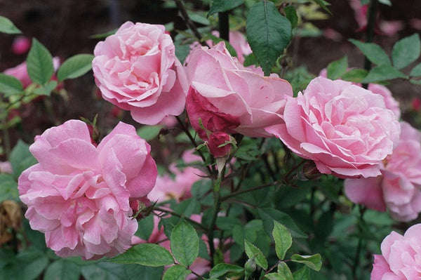 Rosal Chinensis Old Blush - Rosa Parsons de China