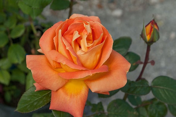 Rosal Doris Tysterman