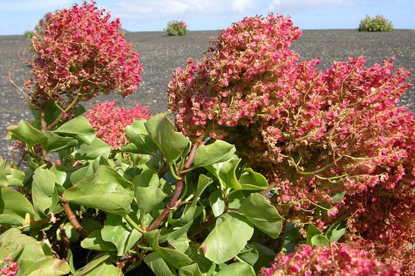 Paradella canaria - Rumex lunaria