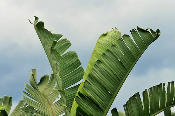 Estrelitizia Augusta - Strelitzia alba - Strelitzia augusta