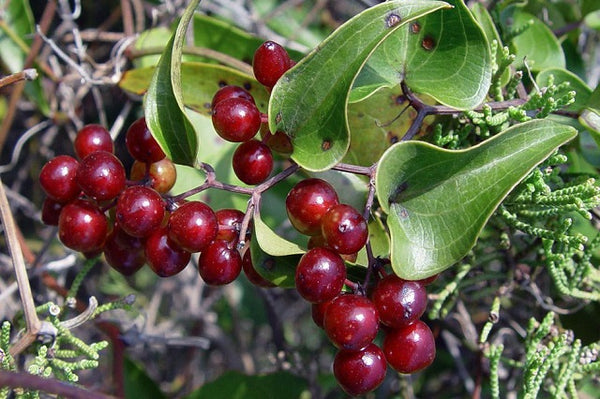 Zarzaparrilla - Smilax aspera