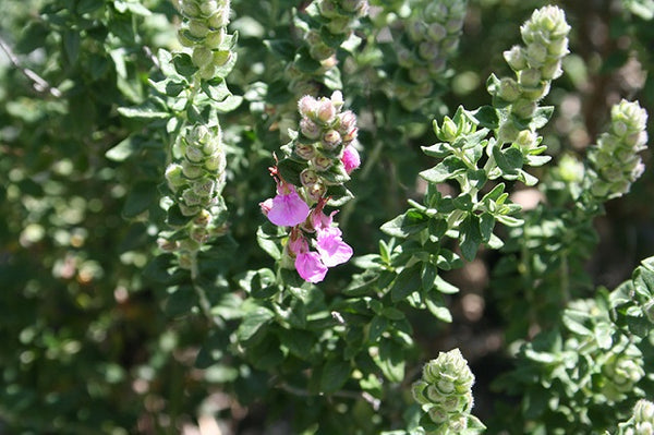 Farigola de gat - Teucrium marum