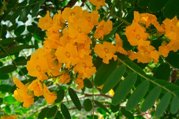 Tipuana - Tipuana tipu - Tipuana palo rosa