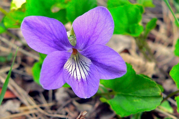 Violeta - Viola odorata