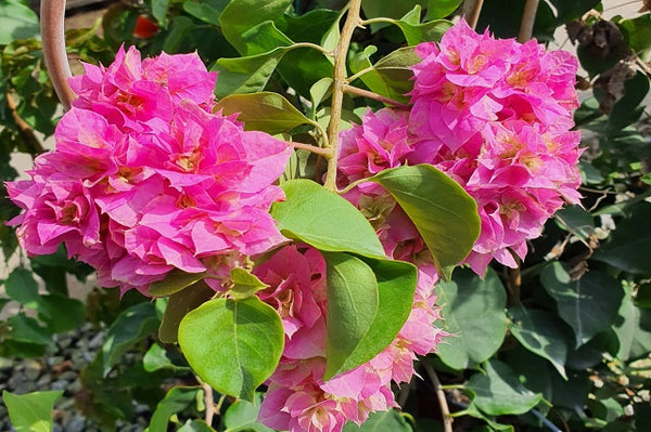 Buganvilla doble Dania  rosa - Bougainvillea