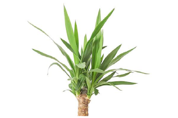 Yuca pie de elefante - Yucca elephantipes