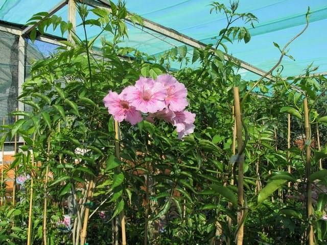 Bignonia rosa - Arbusto de Pandora - Podranea ricasoliana - El Nou Garden