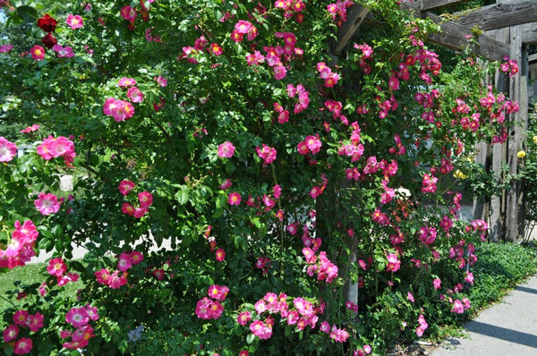 Rosal trepador American Pillar