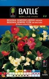 Begonia - Begonia semperflorens - Semillas - Batlle - El Nou Garden
