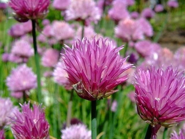 Cebollino - Allium schoenoprasum - El Nou Garden