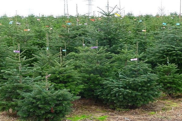 Abeto del Cáucaso - Abies nordmanniana - Árbol de navidad con pie de madera y raíces cortadas