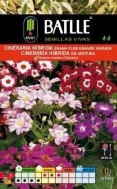 Cineraria híbrida - Senecio cruentus - Semillas - Batlle - El Nou Garden