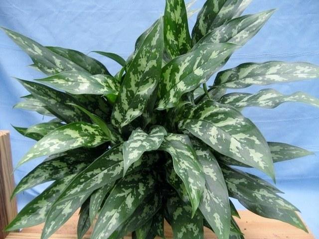 aglaonema beneficios Aglaonema