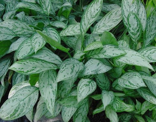 aglaonema nombre comun Aglaonema
