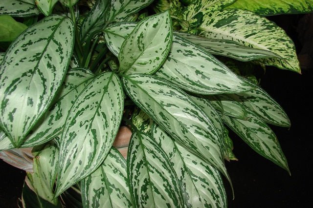 plantas aglaonemas Aglaonema