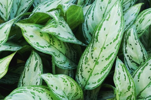 aglaonema commutatum es venenosa Aglaonema