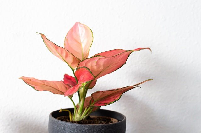 aglaonema beneficios Aglaonema Pink Star