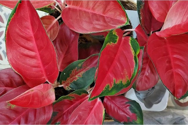 aglaonema en español Aglaonema Red Star