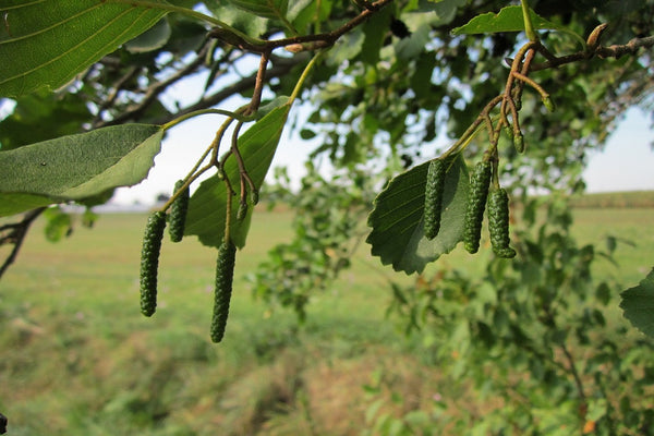 Aliso común - Alnus glutinosa